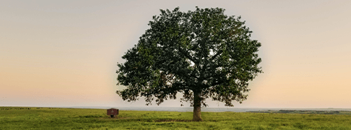 Kraftort Baum